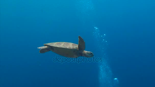 Fascinating underwater diving with sea turtles of the archipelago of Palau. — Stock Video