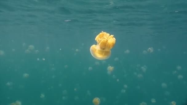 Exciting underwater diving in the jellyfish lake of Palau archipelago. — Stock Video