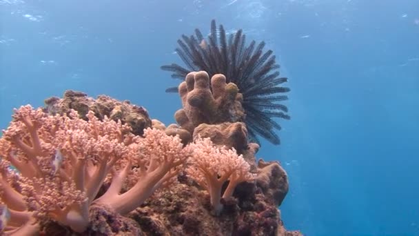 Spannend duiken op de archipel van Palau. Kleurrijke koraal rif. — Stockvideo