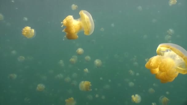 Vzrušující potápění v souostroví Palau jezero medúzy. — Stock video