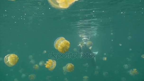 クラ ゲの湖のパラオ諸島でエキサイティングな水中ダイビング. — ストック動画