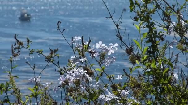 De schilderachtige kust van Los Angeles. Californië. — Stockvideo