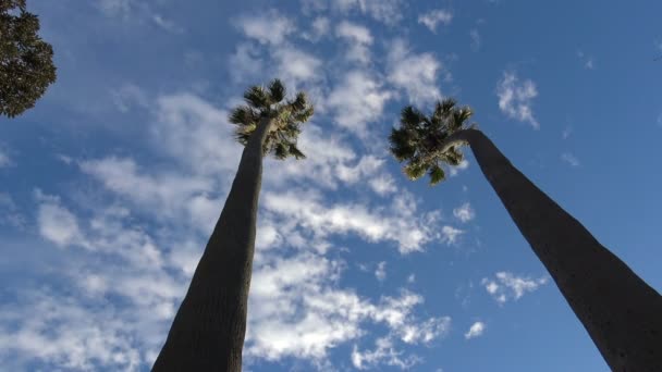 Palma.The festői partján a Los Angeles-i. California. — Stock videók