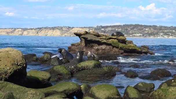 Seal rookery right on the waterfront of San Diego. California. — Stock Video