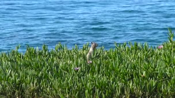 Malownicze wybrzeże San Diego. — Wideo stockowe