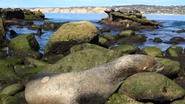 Seal rookery mesmo à beira-mar de San Diego. Califórnia . — Vídeo de Stock