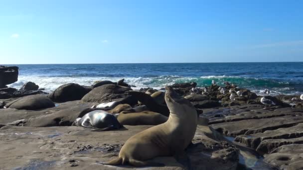 Seal rookery mesmo à beira-mar de San Diego. Califórnia . — Vídeo de Stock