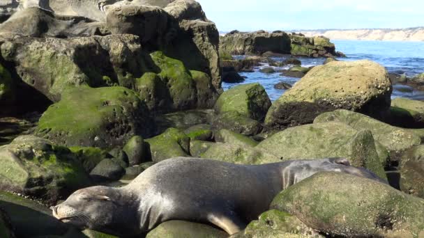 Seal rookery proprio sul lungomare di San Diego. California . — Video Stock