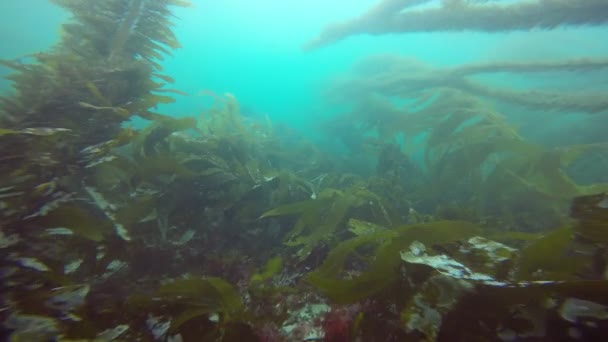 Spannendes Tauchen in den Unterwassergärten des Kelp. Kalifornien. — Stockvideo