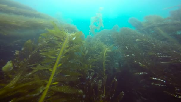 Spännande dykning i undervattensträdgårdarna av kelp. California. — Stockvideo