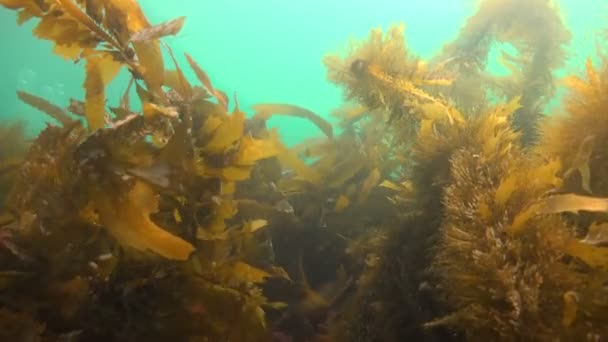 Plongée passionnante dans les jardins sous-marins de varech. Californie . — Video