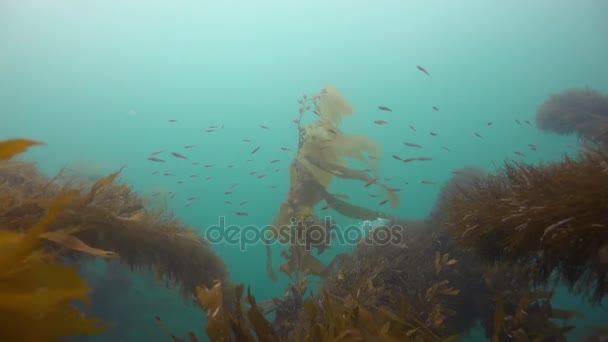 Emocionante buceo en los jardines submarinos de algas. California . — Vídeos de Stock