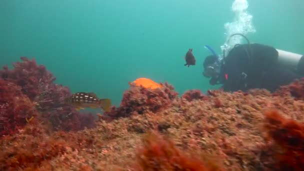 Exciting diving in the underwater gardens of kelp. California. — Stock Video