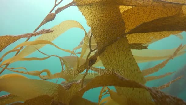 Spännande dykning i undervattensträdgårdarna av kelp. California. — Stockvideo