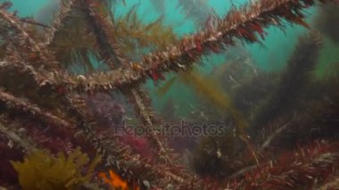 Dalış varek sualtı bahçelerinde heyecan verici. California.