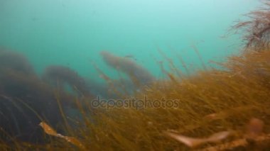 Dalış varek sualtı bahçelerinde heyecan verici. California.