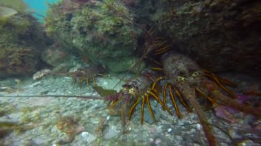 Istakoz. Dalış varek sualtı bahçelerinde heyecan verici. California.