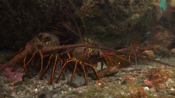 Kreeften. Spannend duiken in de onderwater tuinen van kelp. Californië. — Stockvideo