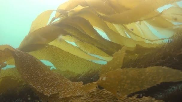 Vzrušující, potápění v podmořské zahrady řasy. Kalifornie. — Stock video