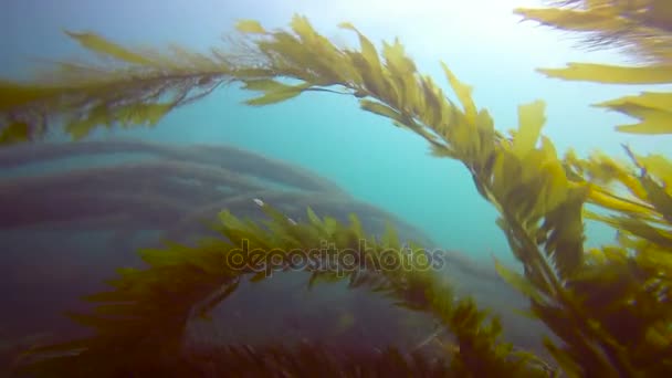 Захоплюючий дайвінг в підводних садах kelp. Каліфорнія. — стокове відео
