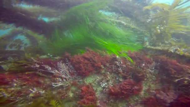 Exciting diving in the underwater gardens of kelp. California. — Stock Video