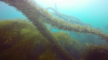 Dalış varek sualtı bahçelerinde heyecan verici. California.