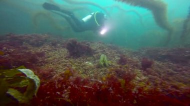 Dalış varek sualtı bahçelerinde heyecan verici. California.
