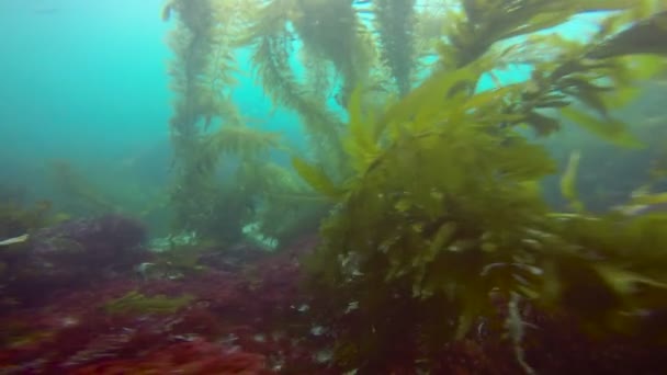 Emocionante buceo en los jardines submarinos de algas. California . — Vídeos de Stock