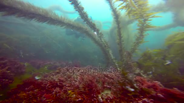 Emocionante buceo en los jardines submarinos de algas. California . — Vídeo de stock