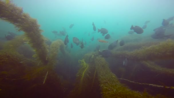 Izgalmas, búvárkodás a víz alatti kertben a tengeri moszat. California. — Stock videók