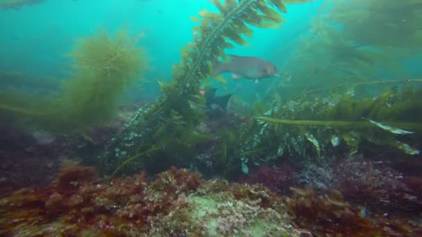 Spännande dykning i undervattensträdgårdarna av kelp. California. — Stockvideo