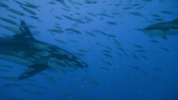 Fascinante buceo submarino con grandes tiburones blancos frente a la isla de Guadalupe en el océano Pacífico. México. . — Vídeos de Stock