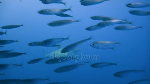 Fascinerende onderwater duiken met grote witte haaien uit de eiland van Guadalupe in de Stille Oceaan. Mexico. — Stockvideo