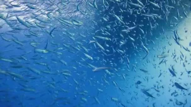 Fascynujące nurkowanie podwodne off wyspie Guadalupe w rejonie Oceanu Spokojnego. Meksyk. — Wideo stockowe