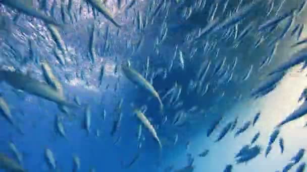 Fascinating underwater diving off the island of Guadalupe in the Pacific ocean. Mexico. — Stock Video