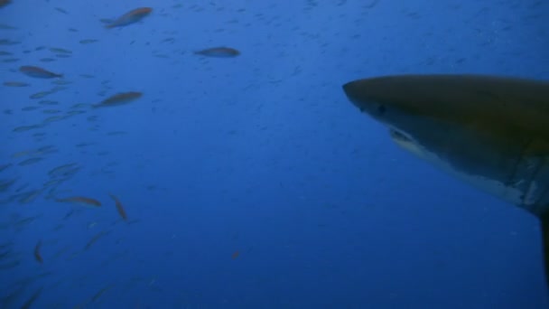 Fascinante buceo submarino con grandes tiburones blancos frente a la isla de Guadalupe en el océano Pacífico. México. . — Vídeo de stock