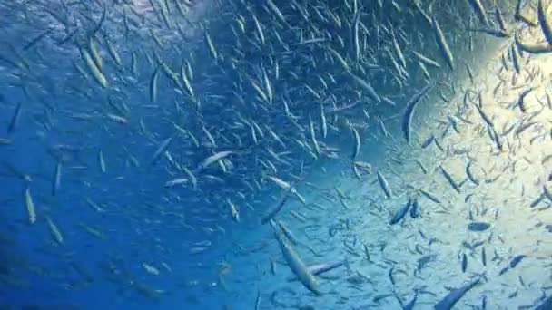 Fascinante mergulho subaquático na ilha de Guadalupe, no Oceano Pacífico. México . — Vídeo de Stock