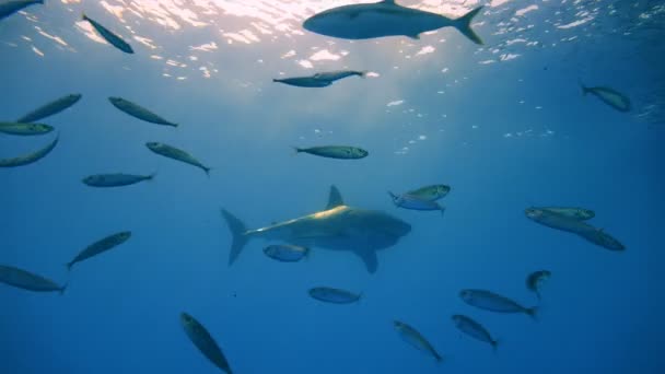 Fascinante buceo submarino con grandes tiburones blancos frente a la isla de Guadalupe en el océano Pacífico. México. . — Vídeo de stock