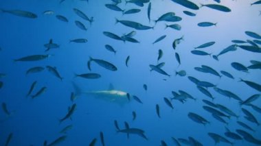 Büyük beyaz köpekbalıkları Guadalupe Adası Pasifik Okyanusu kapalı sualtı dalış büyüleyici. Meksika.