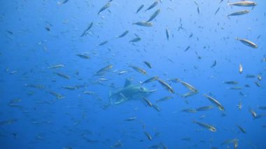 Büyük beyaz köpekbalıkları Guadalupe Adası Pasifik Okyanusu kapalı sualtı dalış büyüleyici. Meksika.