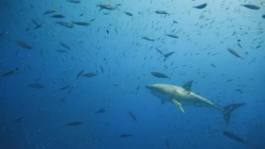 Büyük beyaz köpekbalıkları Guadalupe Adası Pasifik Okyanusu kapalı sualtı dalış büyüleyici. Meksika.