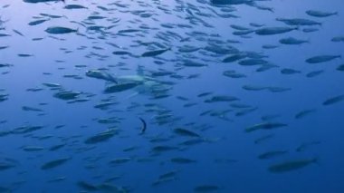 Büyük beyaz köpekbalıkları Guadalupe Adası Pasifik Okyanusu kapalı sualtı dalış büyüleyici. Meksika.