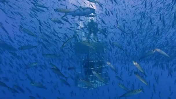 Fascinant plongeon sous-marin au large de l'île de Guadalupe dans l'océan Pacifique. Mexique . — Video