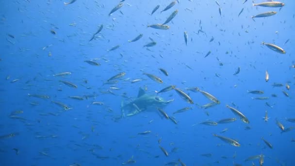 Mergulho subaquático fascinante com grandes tubarões brancos ao largo da ilha de Guadalupe, no oceano Pacífico. México . — Vídeo de Stock