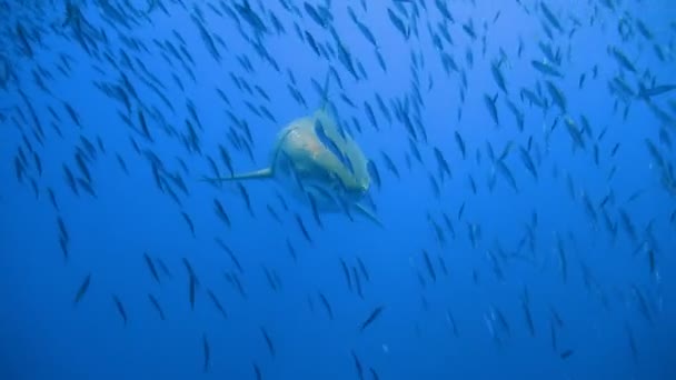 Lenyűgöző víz alatti búvárkodás a nagy fehér cápa le a Guadalupe sziget a Csendes-óceánon. Mexikó. — Stock videók