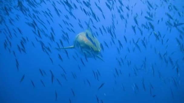 Fascinating underwater diving with Great white sharks off the island of Guadalupe in the Pacific ocean. Mexico. — Stock Video