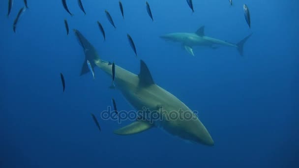 Fascinante buceo submarino con grandes tiburones blancos frente a la isla de Guadalupe en el océano Pacífico. México. . — Vídeo de stock