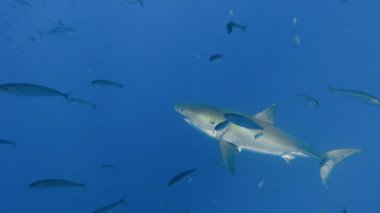 Büyük beyaz köpekbalıkları Guadalupe Adası Pasifik Okyanusu kapalı sualtı dalış büyüleyici. Meksika.