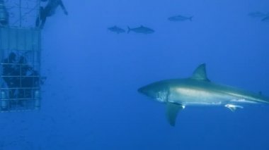 Büyük beyaz köpekbalıkları Guadalupe Adası Pasifik Okyanusu kapalı sualtı dalış büyüleyici. Meksika.