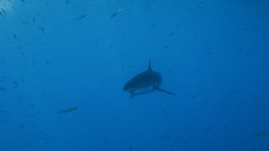 Büyük beyaz köpekbalıkları Guadalupe Adası Pasifik Okyanusu kapalı sualtı dalış büyüleyici. Meksika.